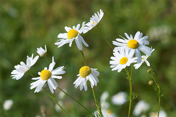 Ciri penyembuhan chamomile