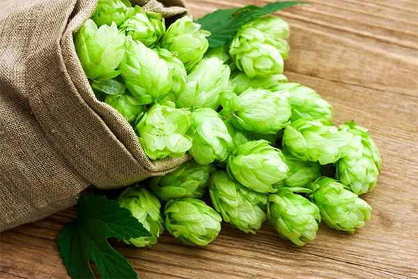 The healing properties of hop cones