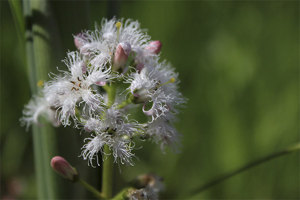 The healing properties of a three-leaf watch