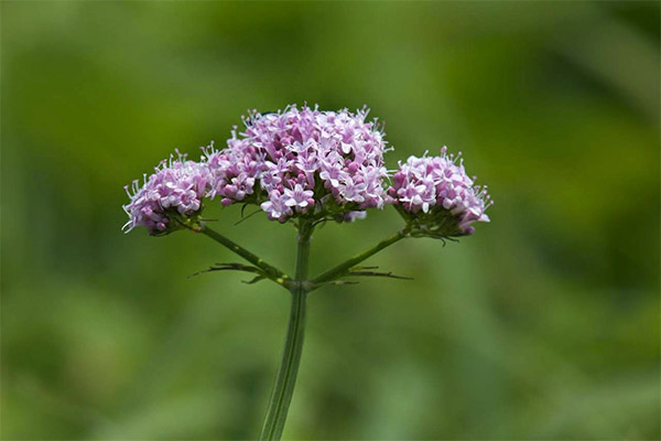 Valerian's helbredende egenskaber