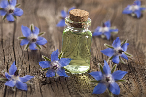 Aceite de borago