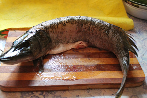 É possível comer pique para várias doenças