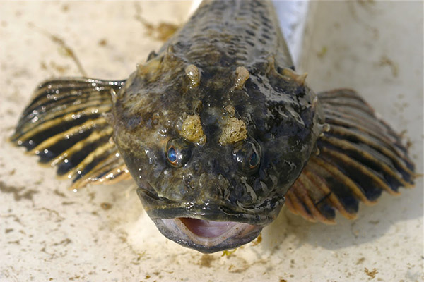 Propriedades úteis de gobies