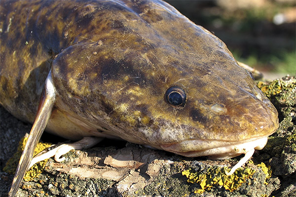 Mga kapaki-pakinabang na katangian ng burbot