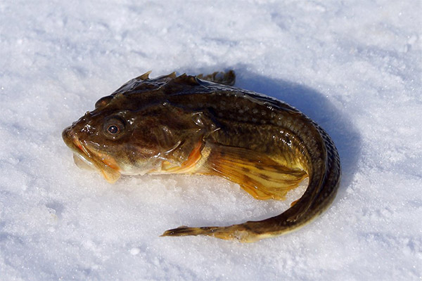 Os benefícios e malefícios dos gobies