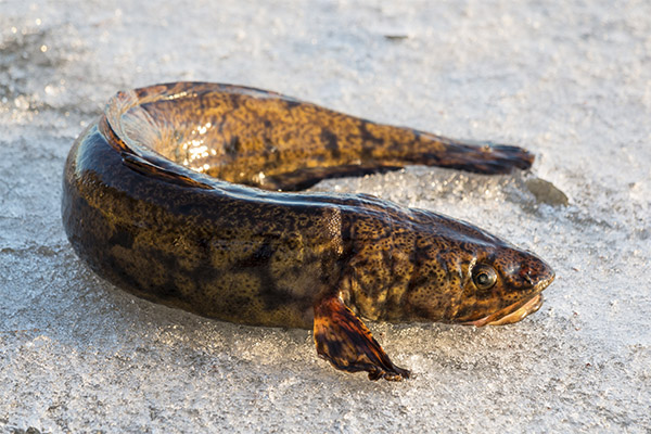 Τα οφέλη και οι βλάβες του burbot