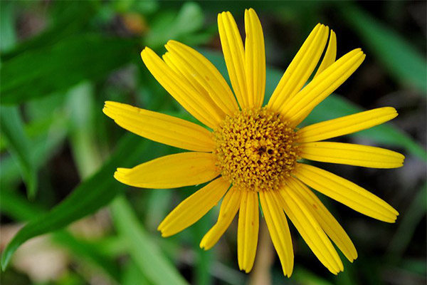 Het gebruik van arnica in cosmetica