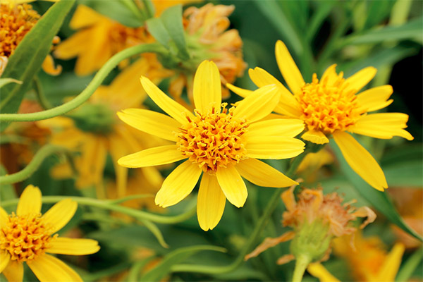 Brugen af ​​arnica i traditionel medicin