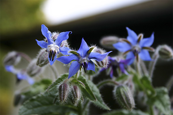 L'utilisation du borago en cuisine