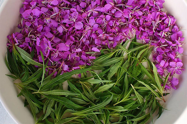 El uso de fireweed en cosmetología.