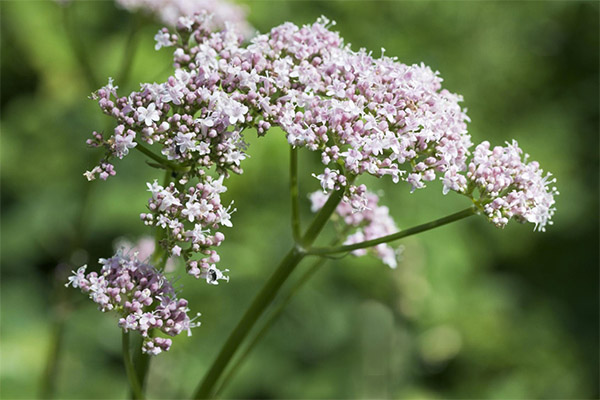 Brug af valerian i madlavning