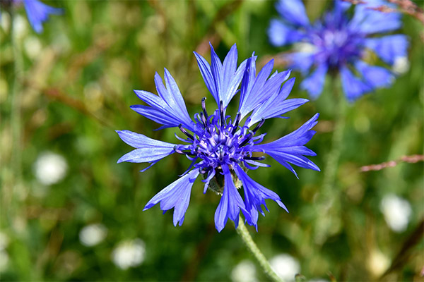 Het gebruik van korenbloem in cosmetica