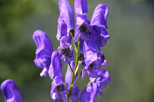 Kontraindikace použití aconite