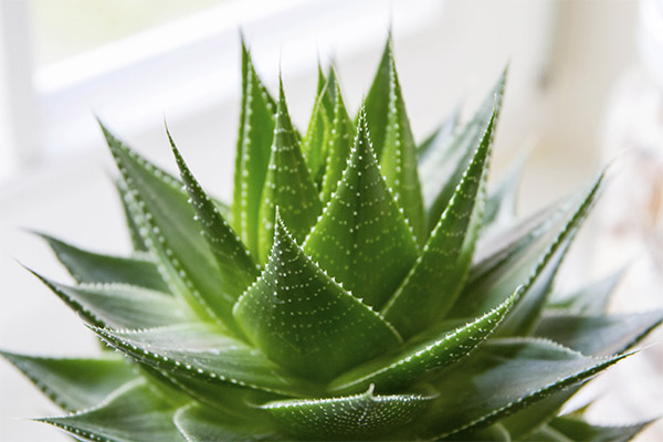 Contraindicaciones para el uso de aloe.