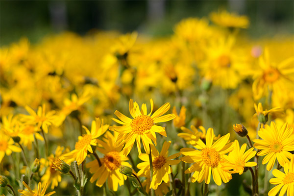 Contra-indicações para o uso de arnica