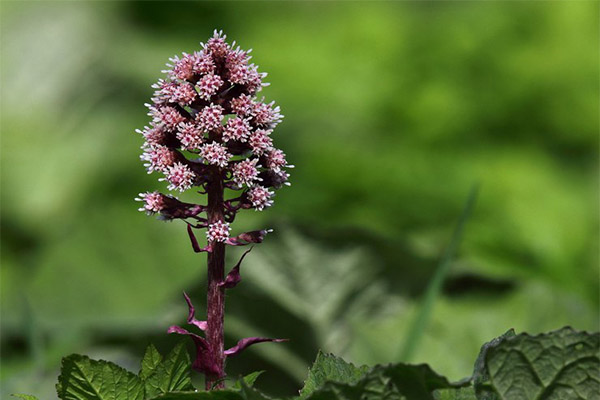 موانع لاستخدام butterbur