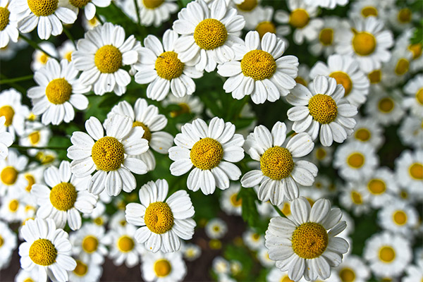 Kontraindikasi terhadap penggunaan chamomile