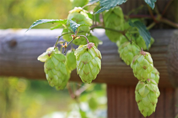 Contre-indications à l'utilisation des cônes de houblon