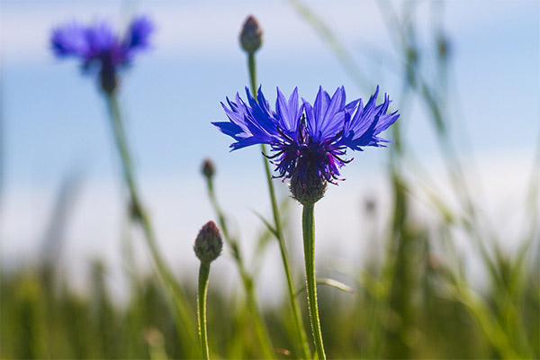 Contra-indicações cornflower