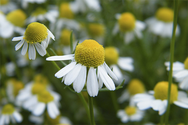 Chamomile dalam perubatan rakyat