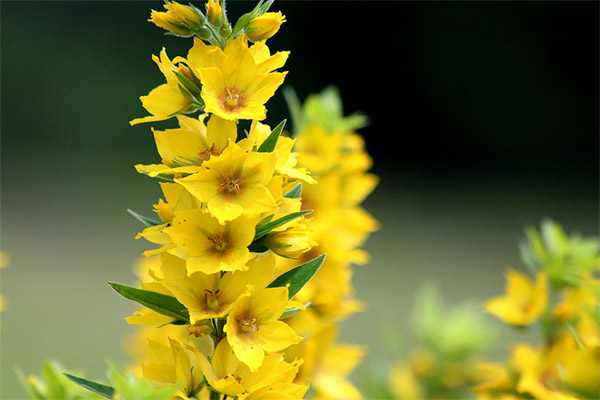 Coleta e armazenamento de loosestrife