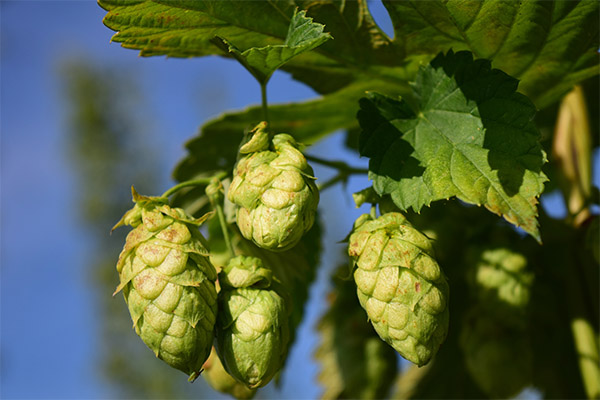 Hop cones in folk medicine