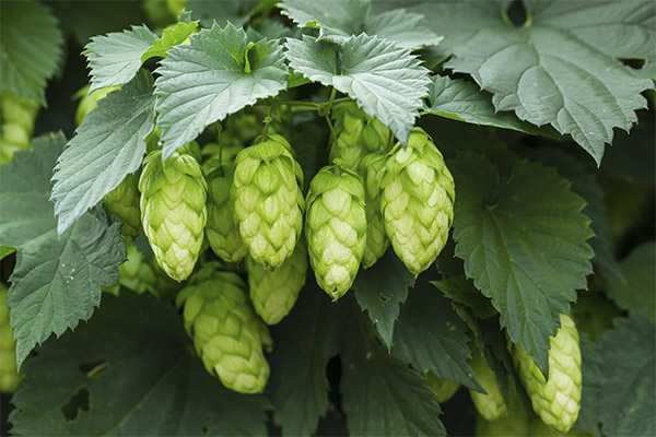 Hop cones