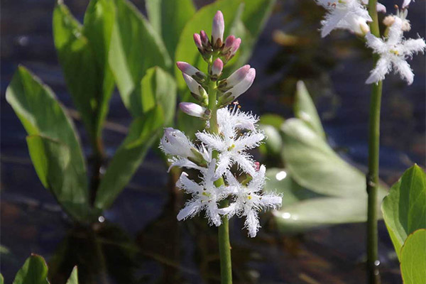 Three-leaved watch in folk medicine