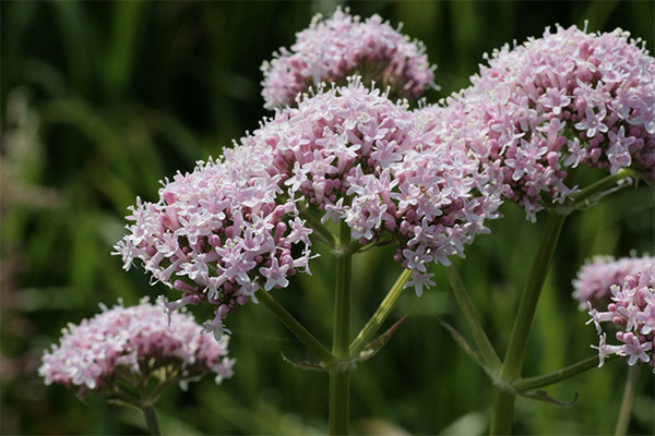 Valerian i folkemedicin