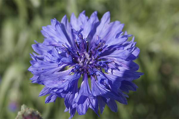 Cornflower i folkemedicin