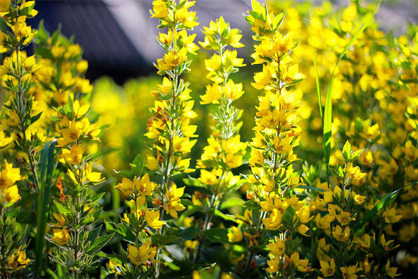 Loosestrife in folk medicine