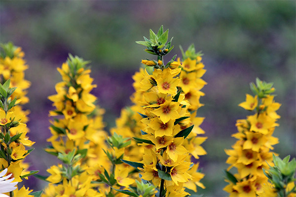 Loosestrife