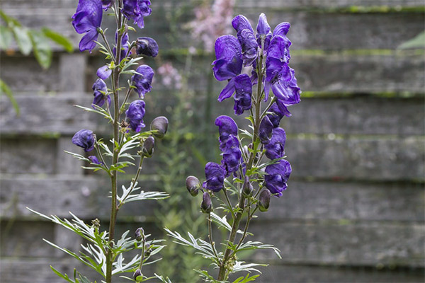 Types de formulations médicinales avec aconite