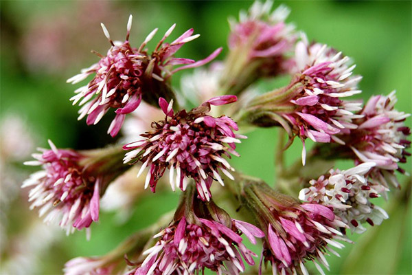 Butterbur ile tıbbi bileşik türleri