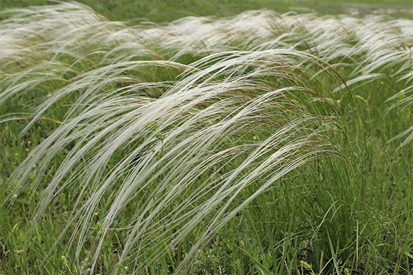 Soorten medicinale composities met verengras