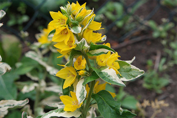 Tipos de compostos medicinais com loosestrife