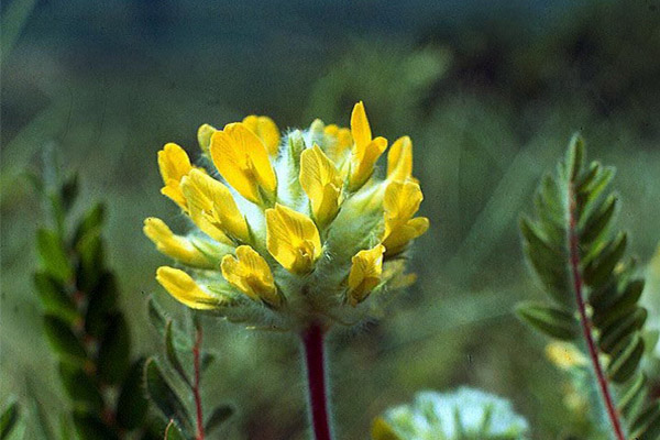 Astragalus i folkemedicin