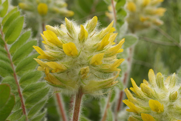 astragalus