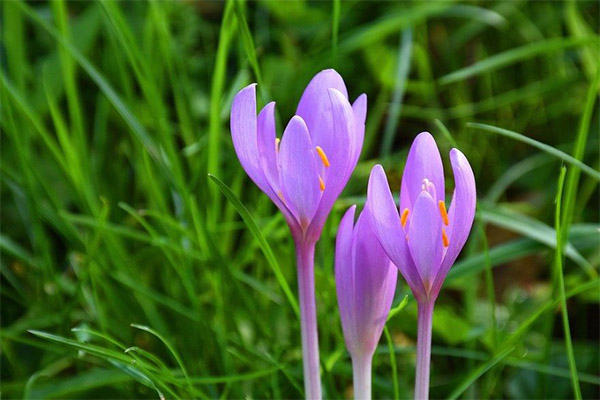 Colchicum in de volksgeneeskunde