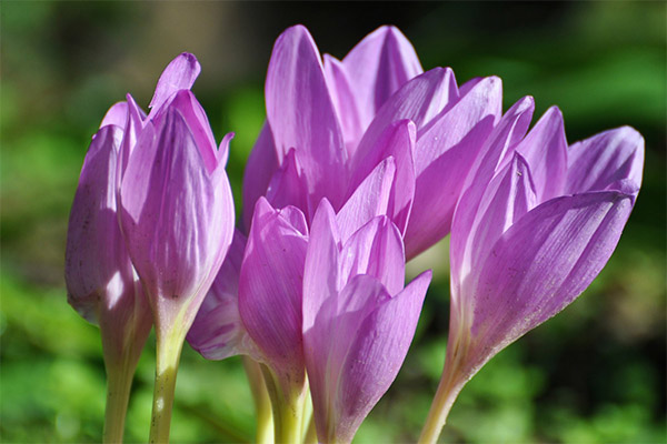 Colchicum