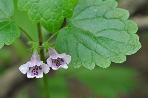 Ivy-formet budra