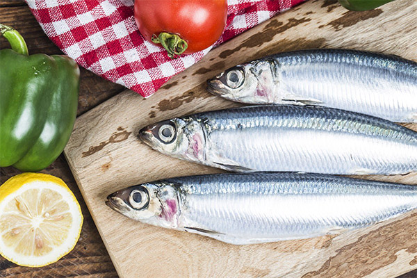 Cosa può essere cucinato dalle sarde