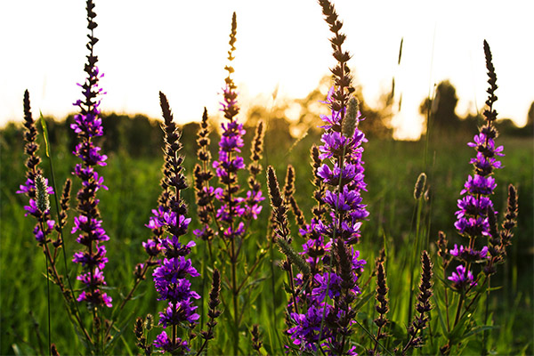 Loosestrife Loosestrife in der Volksmedizin