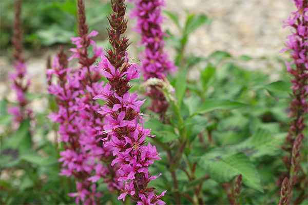 Loosestrife loosestrife