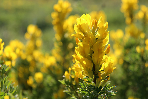 Gorse barvení v tradiční medicíně