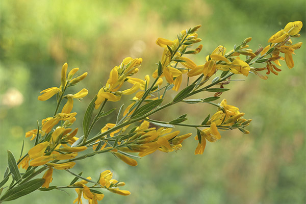 Gorse sedang mewarnai