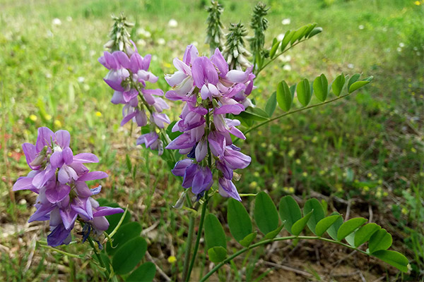 Galega