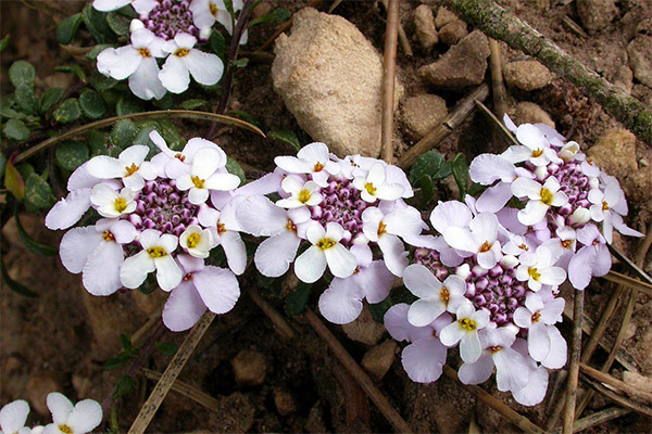 Iberian bitter in folk medicine