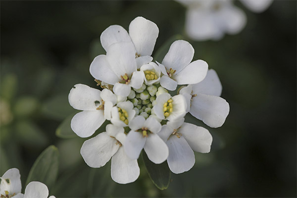 candytuft