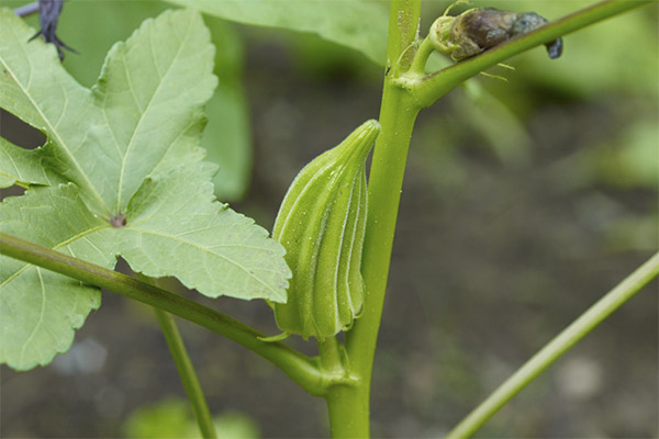 Interessante feiten over okra